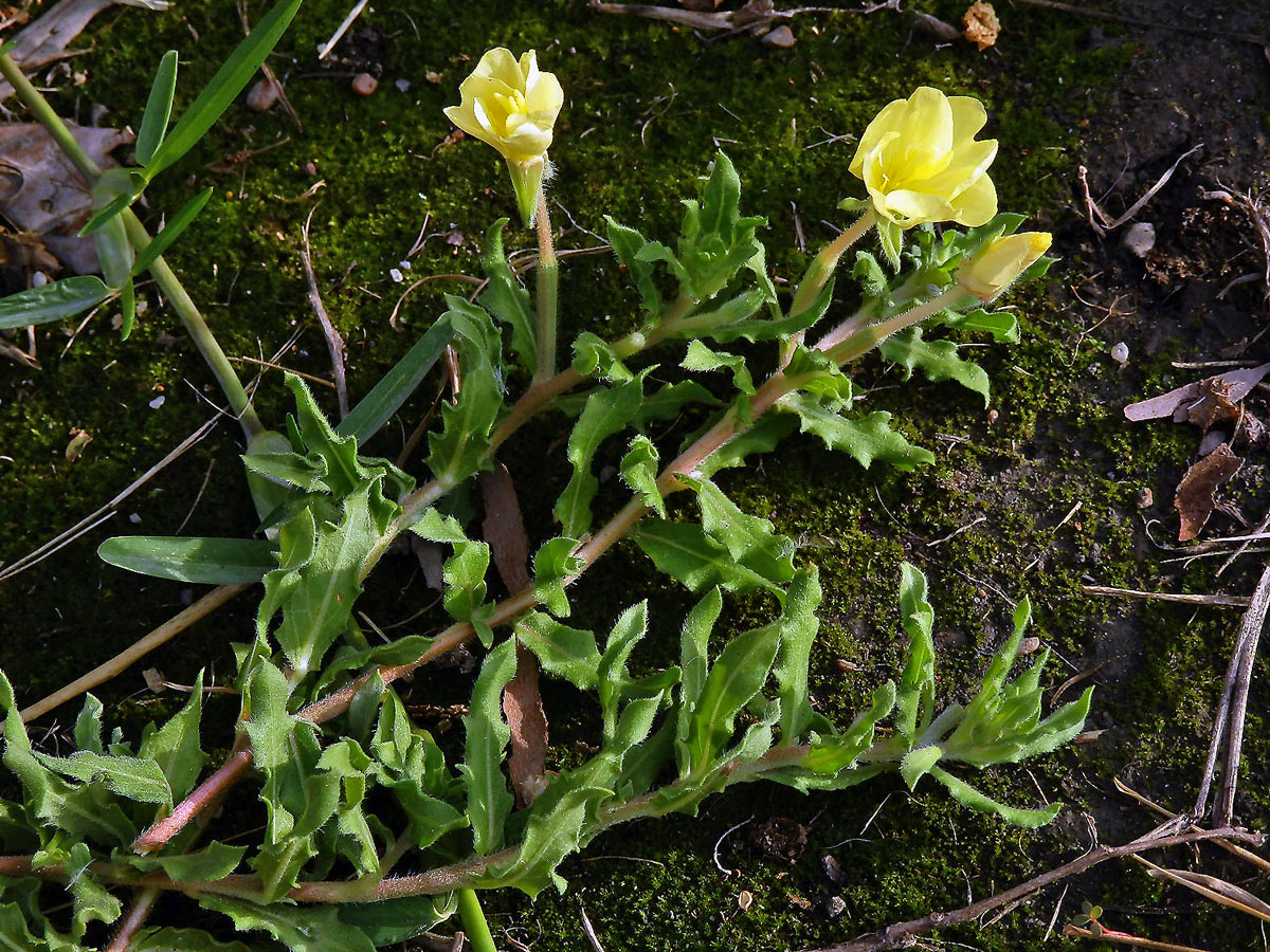 Pupalka (Oenothera laciniata Hill)