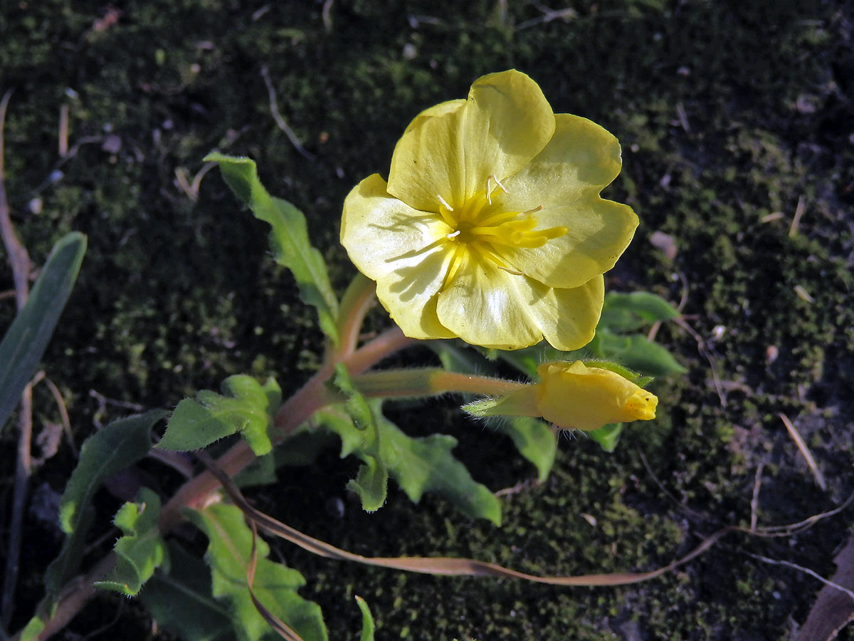 Pupalka (Oenothera laciniata Hill)