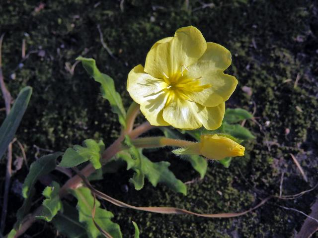 Pupalka (Oenothera laciniata Hill)