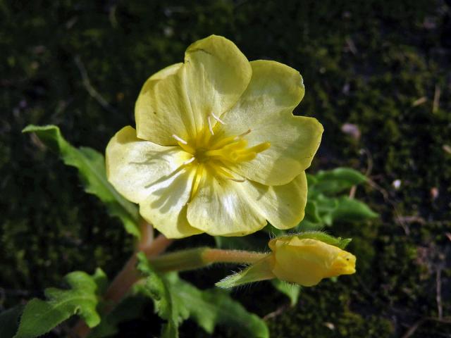 Pupalka (Oenothera laciniata Hill)