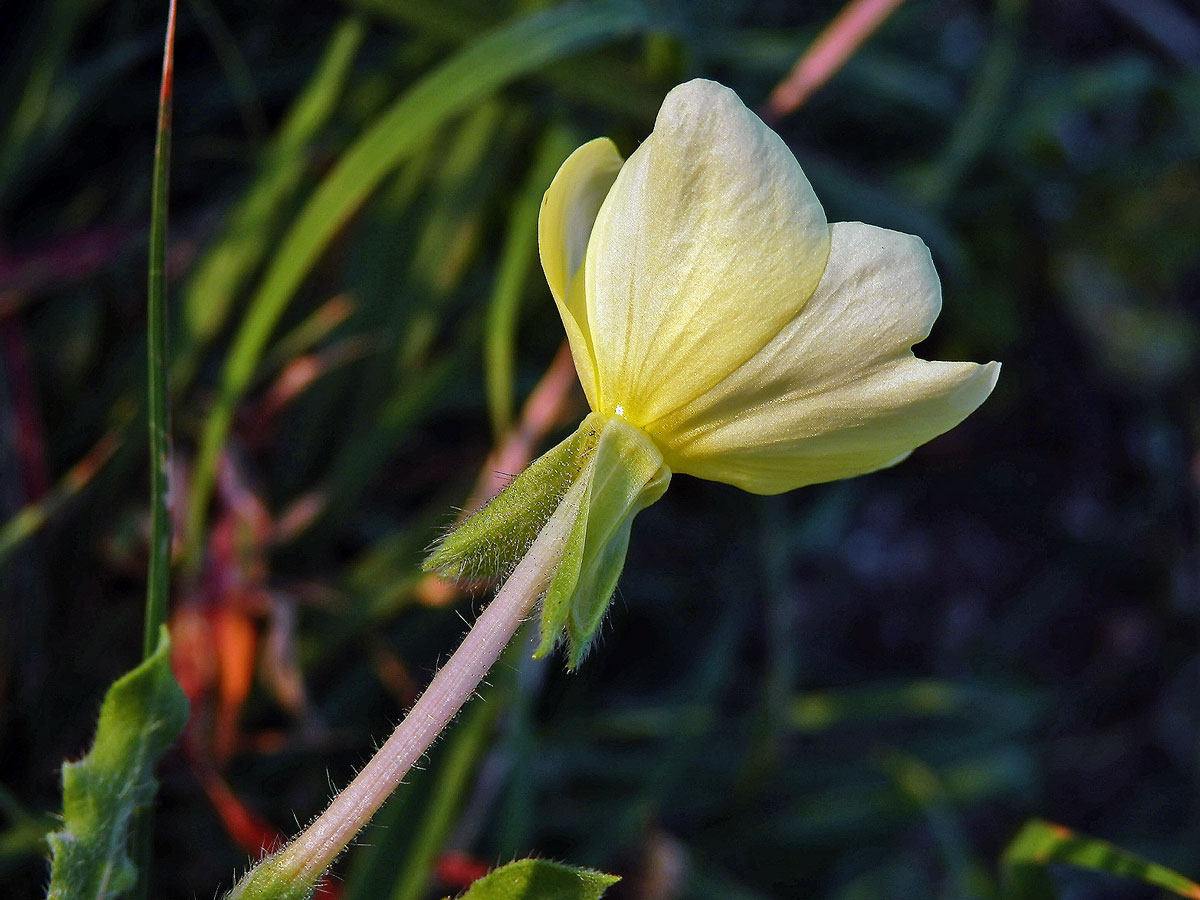 Pupalka (Oenothera laciniata Hill)