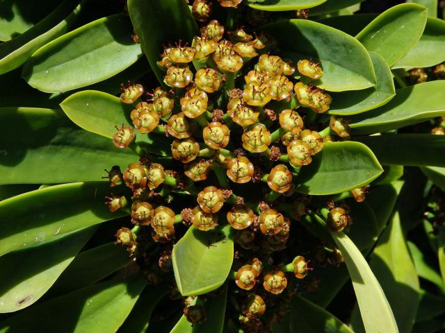 1_Pryšcovitá: Pryšec (Euphorbia)