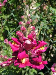 Hledík větší (Antirrhinum majus L.)