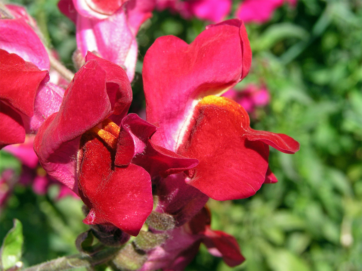 Hledík větší (Antirrhinum majus L.)