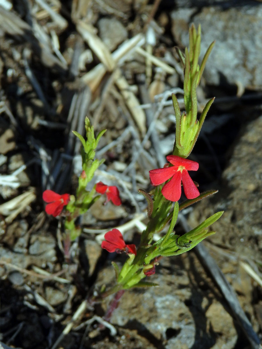 Striga asiatica (L.) Kuntze