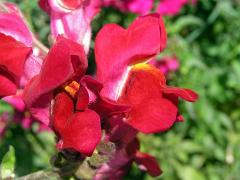 Hledík větší (Antirrhinum majus L.)