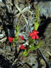 Striga asiatica (L.) Kuntze