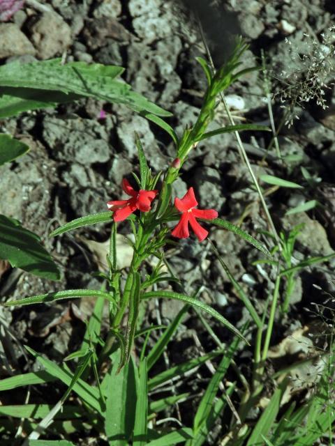 Striga asiatica (L.) Kuntze