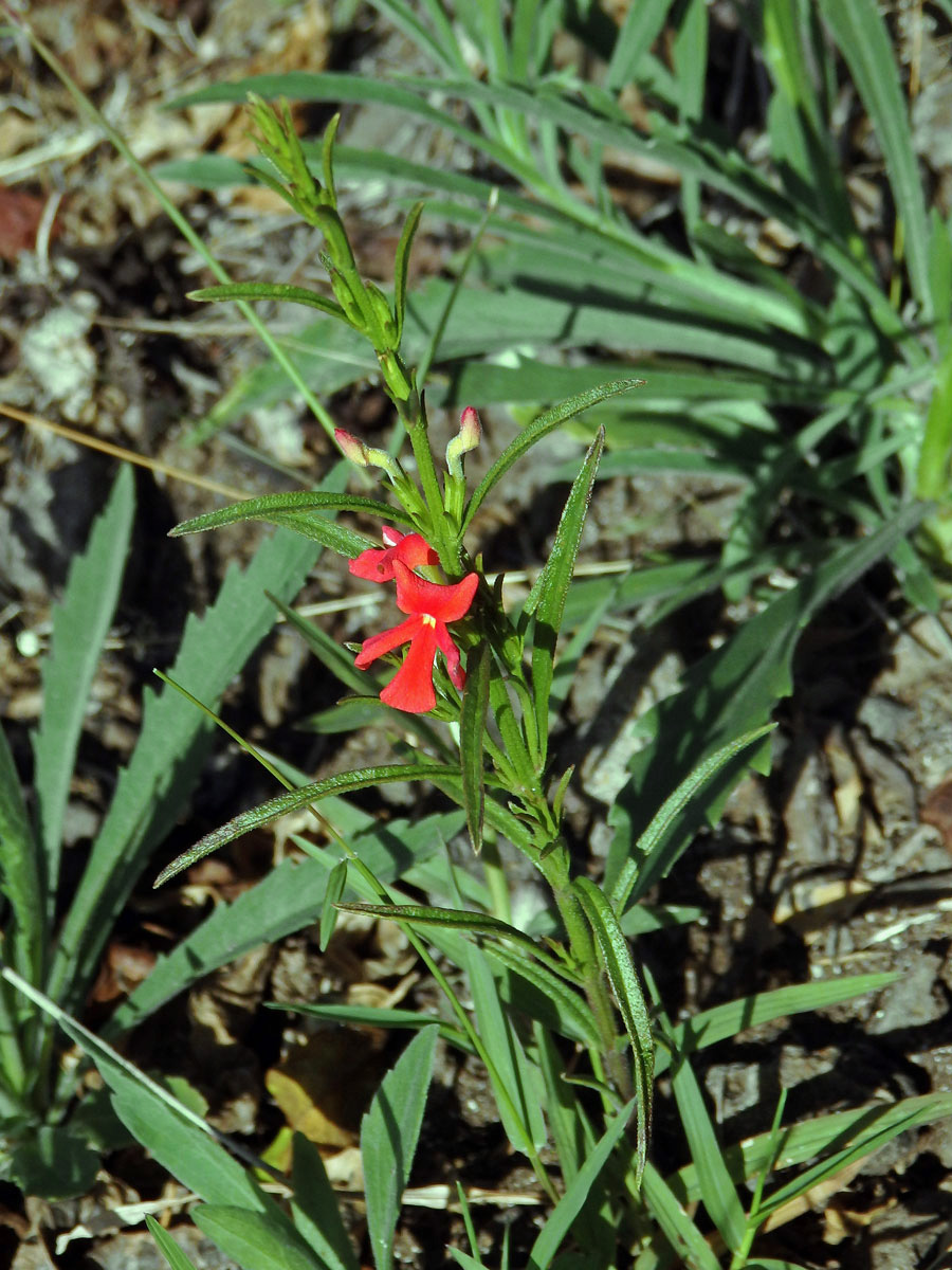 Striga asiatica (L.) Kuntze