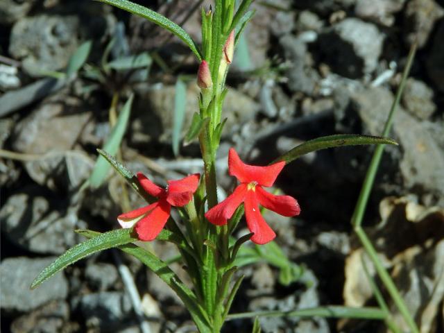 Striga asiatica (L.) Kuntze