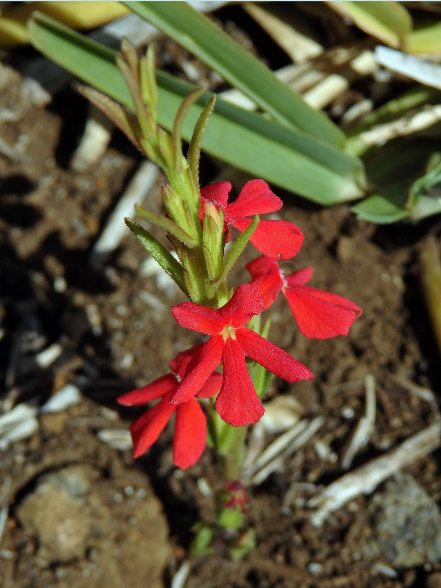 Striga asiatica (L.) Kuntze