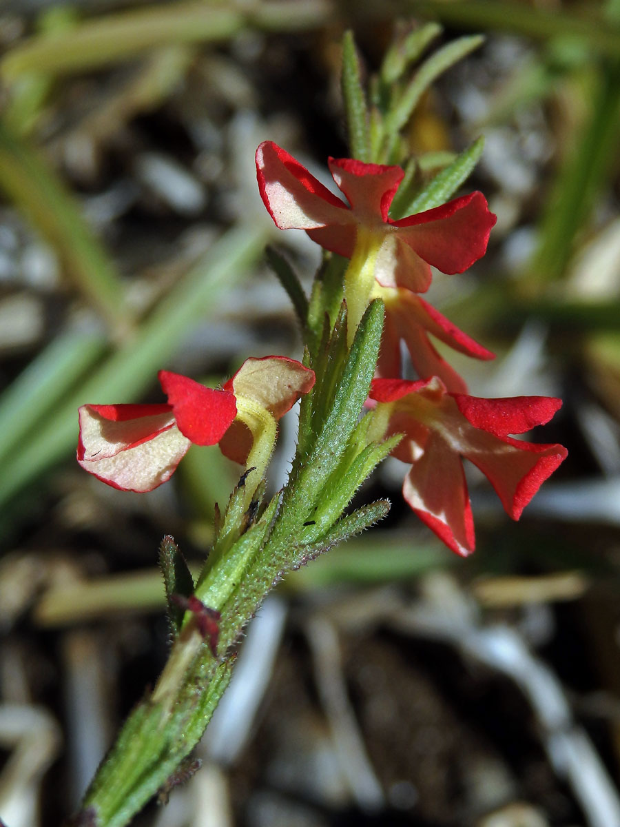 Striga asiatica (L.) Kuntze