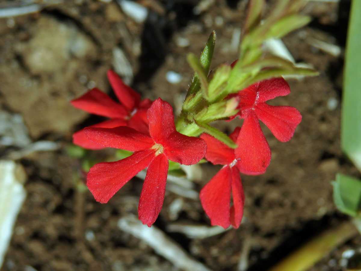 Striga asiatica (L.) Kuntze