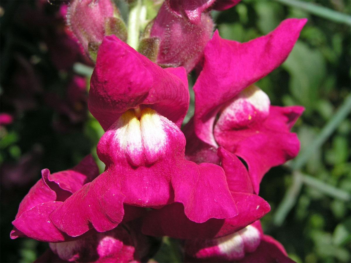 Hledík větší (Antirrhinum majus L.)