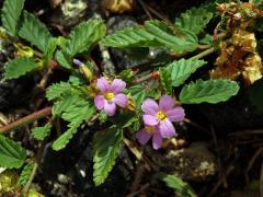 Melochia pyramidata L.