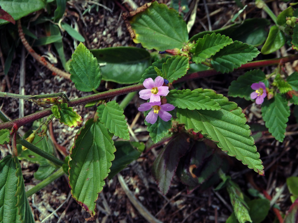 Melochia pyramidata L.