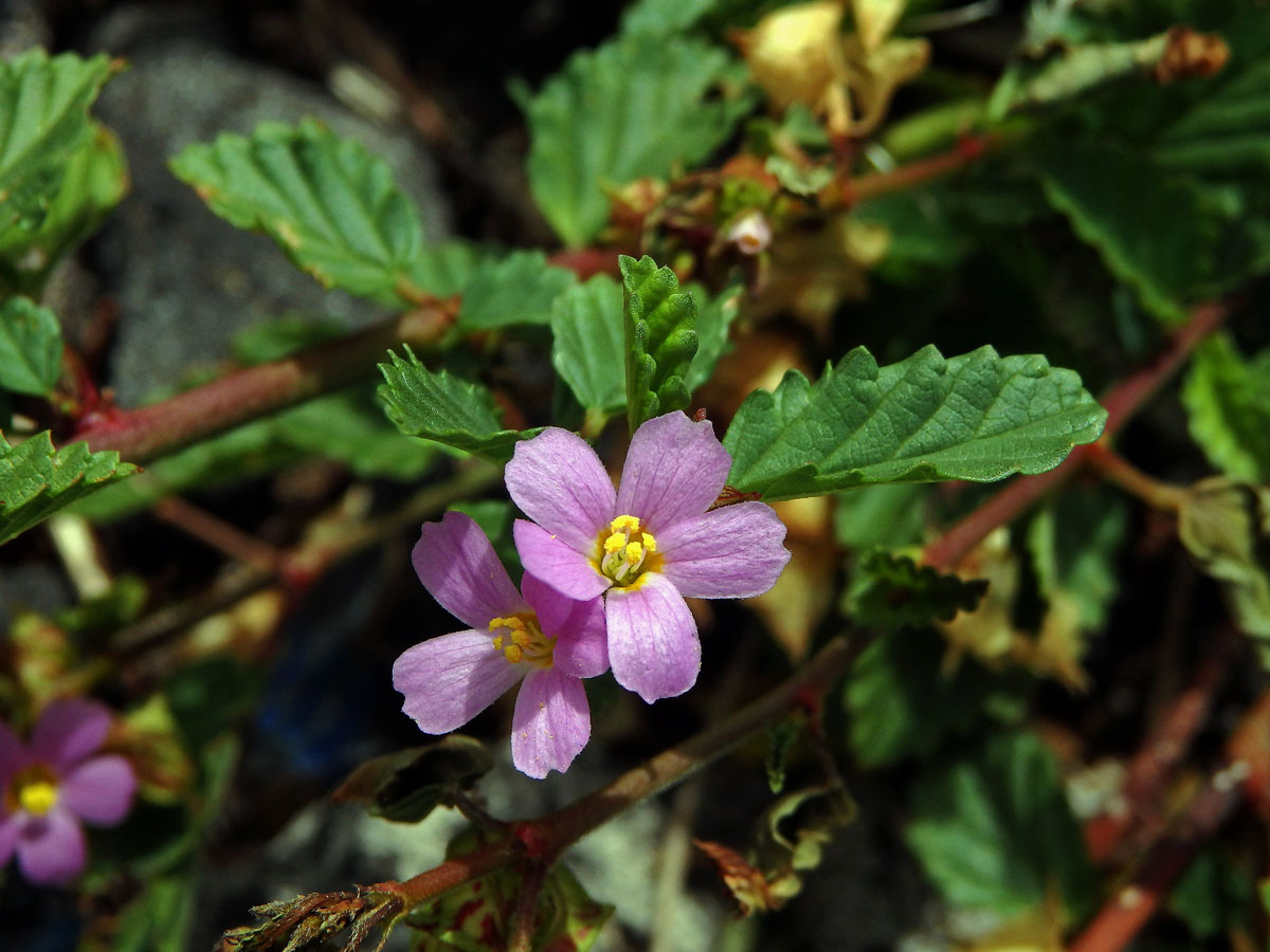 Melochia pyramidata L.