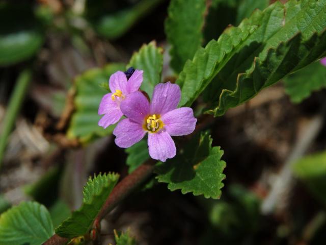 Melochia pyramidata L.