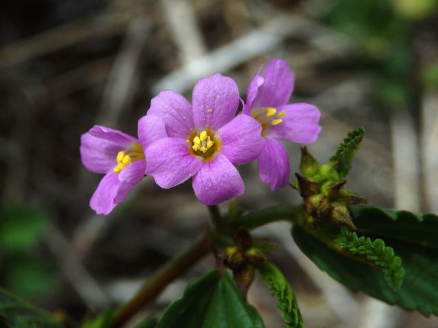 Melochia pyramidata L.