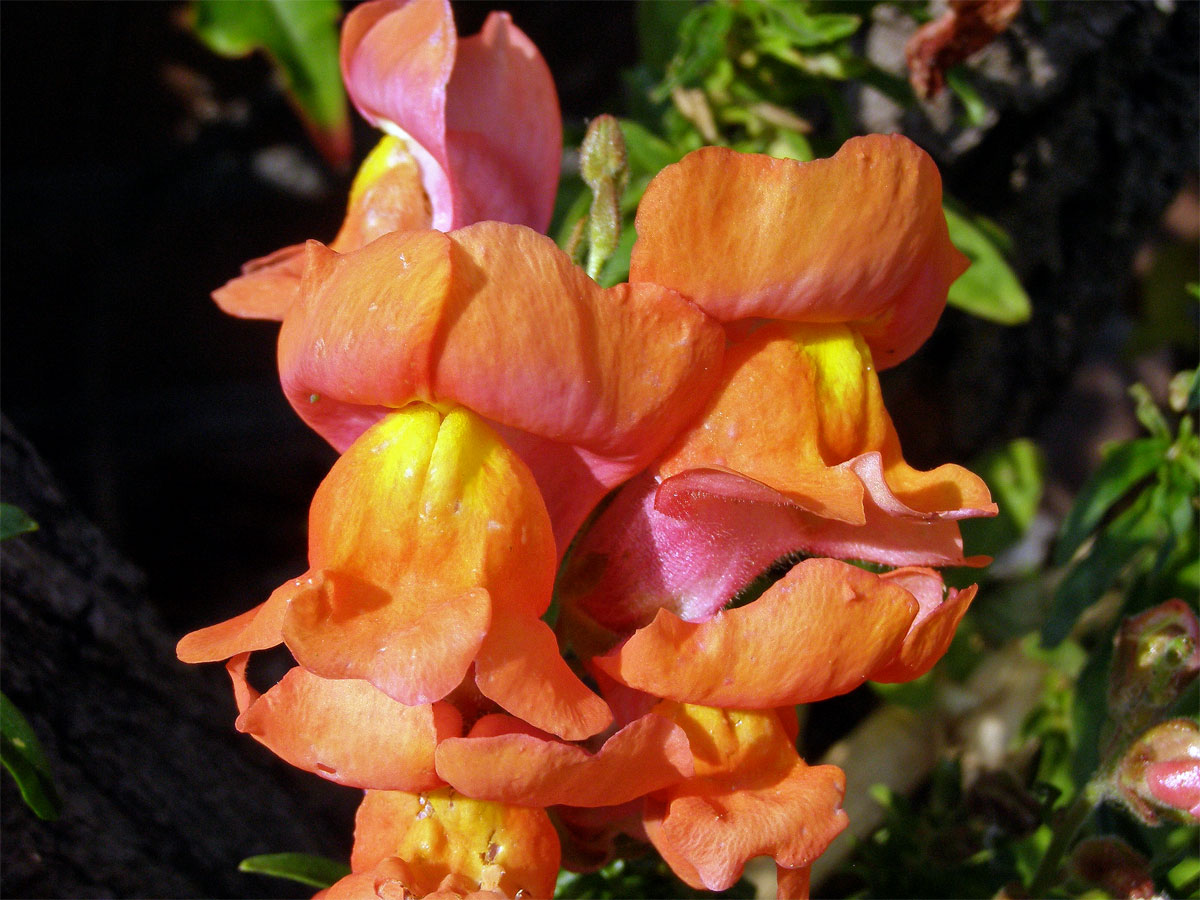 Hledík větší (Antirrhinum majus L.)