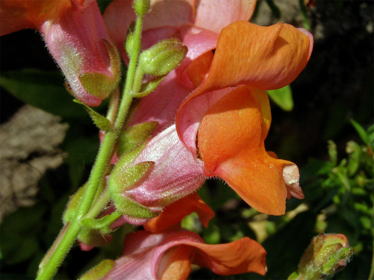 Hledík větší (Antirrhinum majus L.)