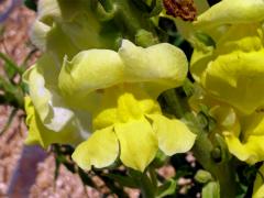 Hledík větší (Antirrhinum majus L.)