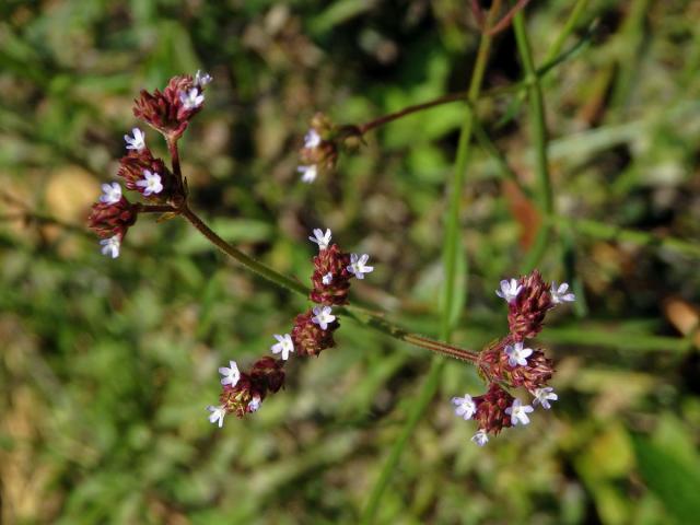 1_Sporýšovité: Sporýš (Verbena)