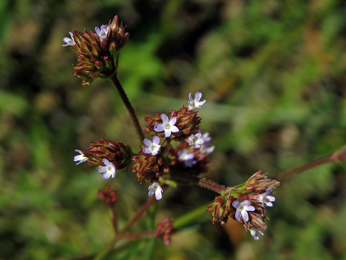 1_Sporýšovité: Sporýš (Verbena)