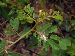 Desmanthus virgatus (L.) Willd.