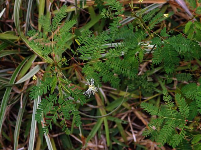 Desmanthus virgatus (L.) Willd.