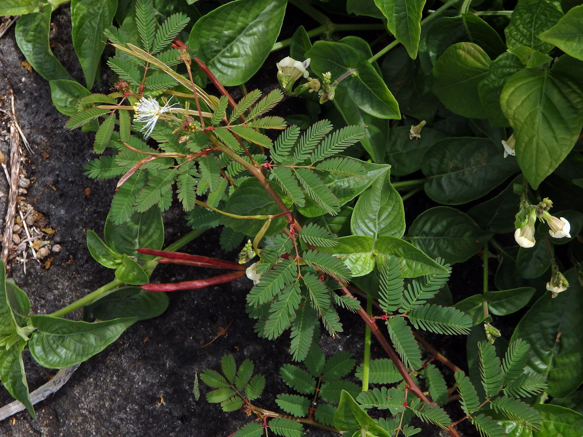 Desmanthus virgatus (L.) Willd.