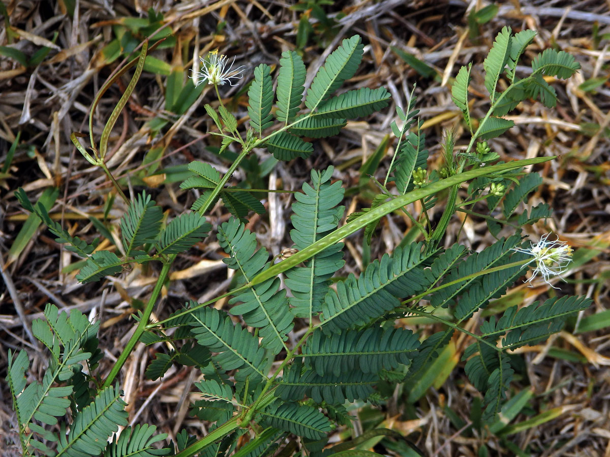 Desmanthus virgatus (L.) Willd.