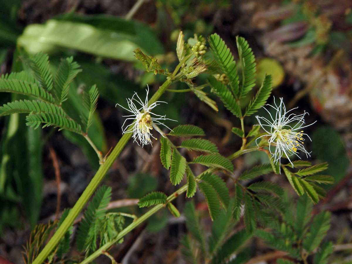 Desmanthus virgatus (L.) Willd.