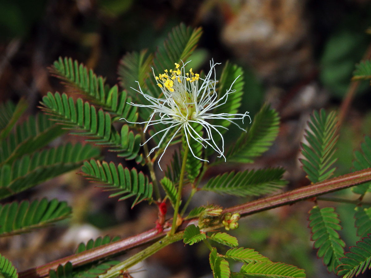 Desmanthus virgatus (L.) Willd.