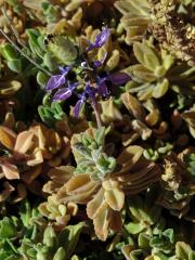 Plectranthus neochilus Schltr.