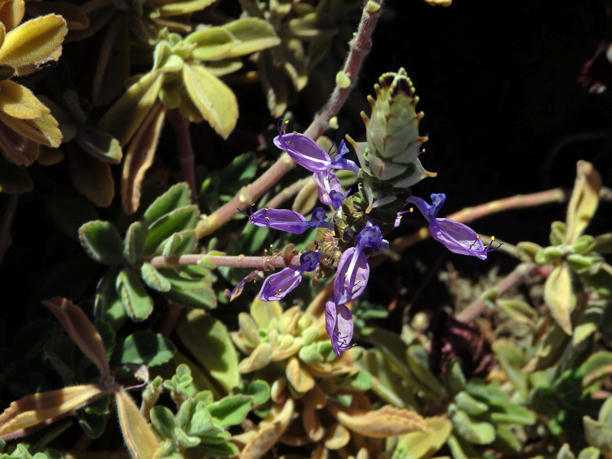 Plectranthus neochilus Schltr.