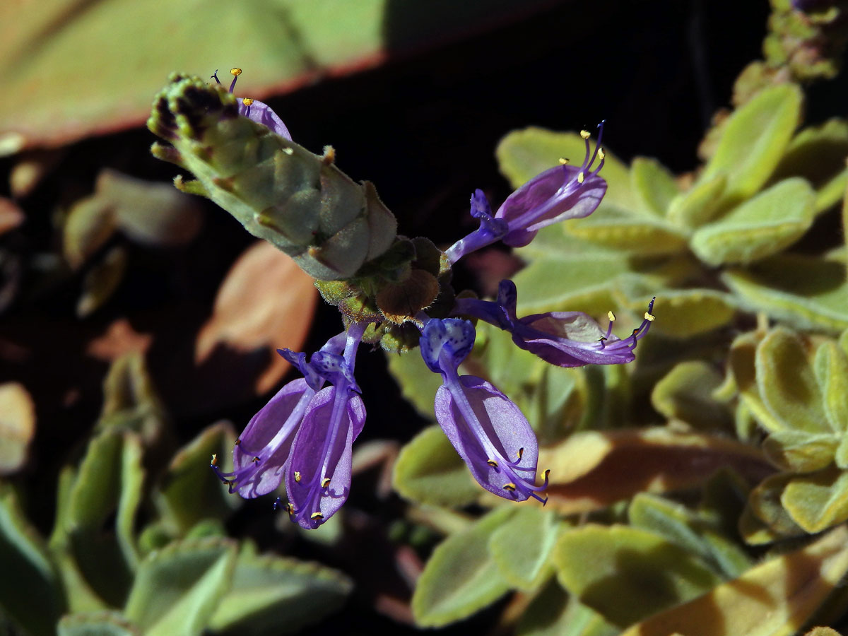 Plectranthus neochilus Schltr.