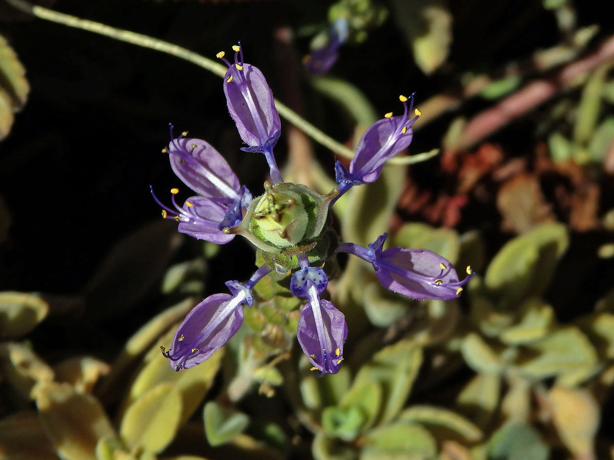 Plectranthus neochilus Schltr.