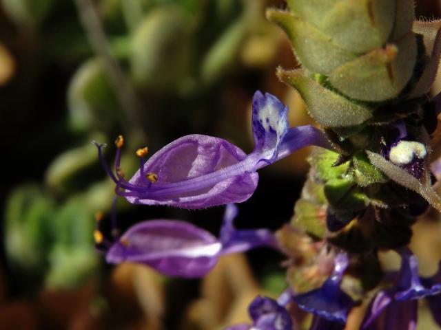 Plectranthus neochilus Schltr.