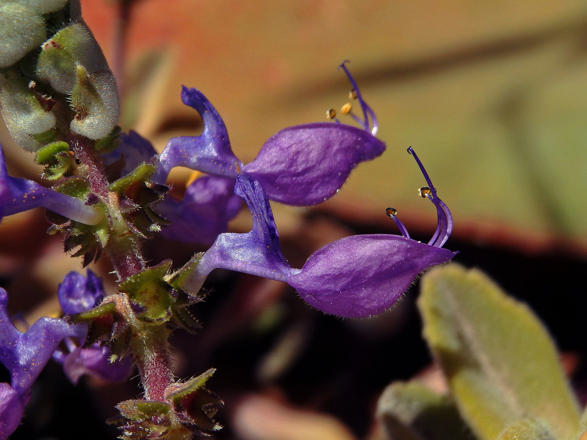 Plectranthus neochilus Schltr.