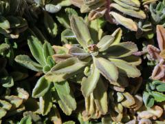 Plectranthus neochilus Schltr.