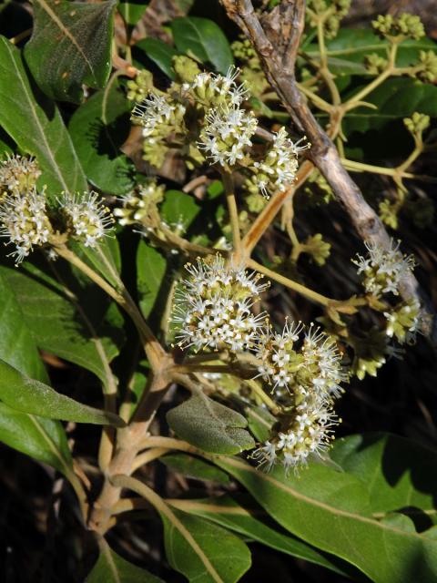 Nuxia involucrata DC.