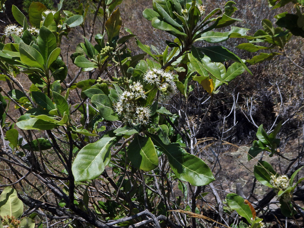 Nuxia involucrata DC.