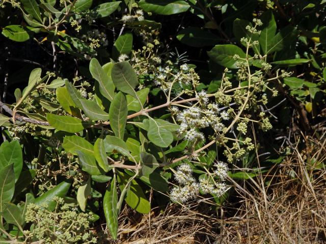 Nuxia involucrata DC.