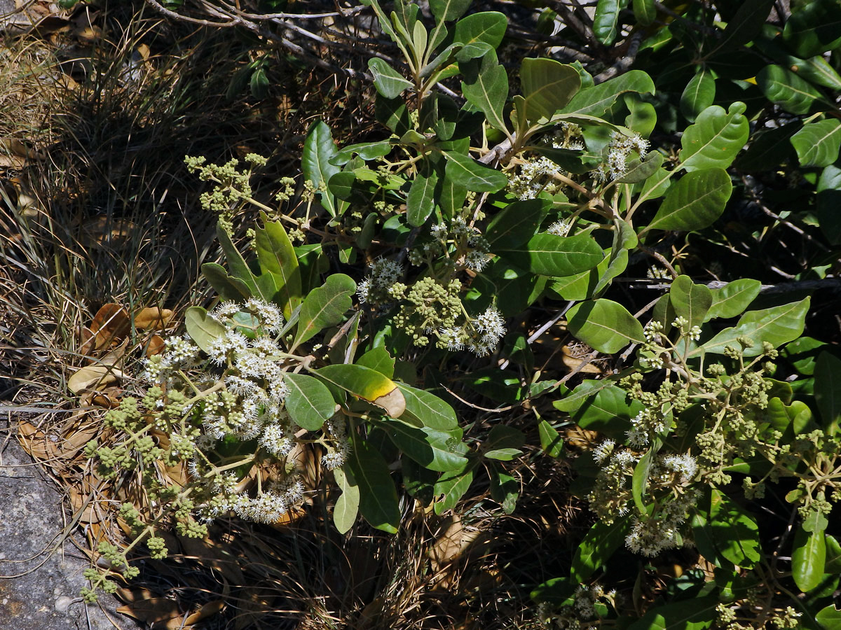 Nuxia involucrata DC.