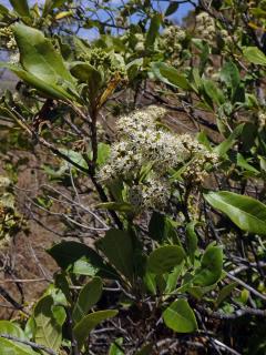 Nuxia involucrata DC.