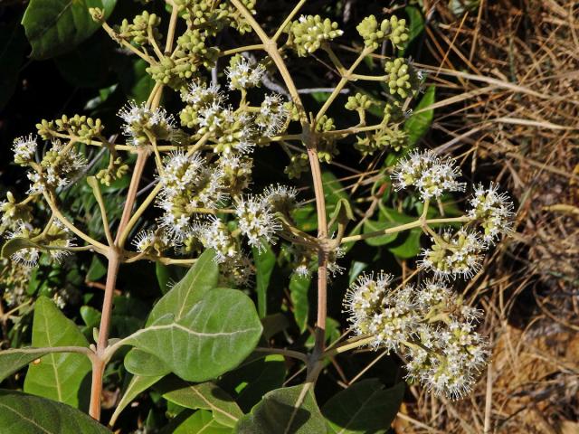 Nuxia involucrata DC.