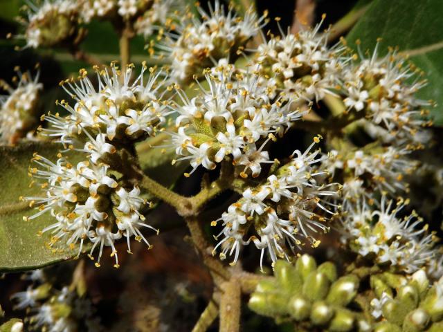 Nuxia involucrata DC.