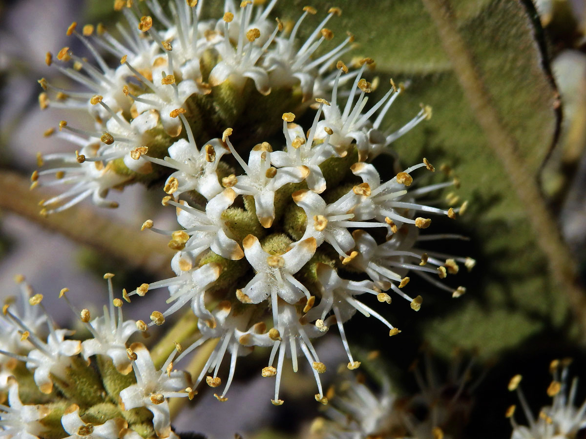 Nuxia involucrata DC.