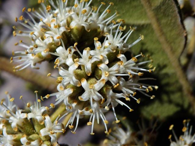 Nuxia involucrata DC.